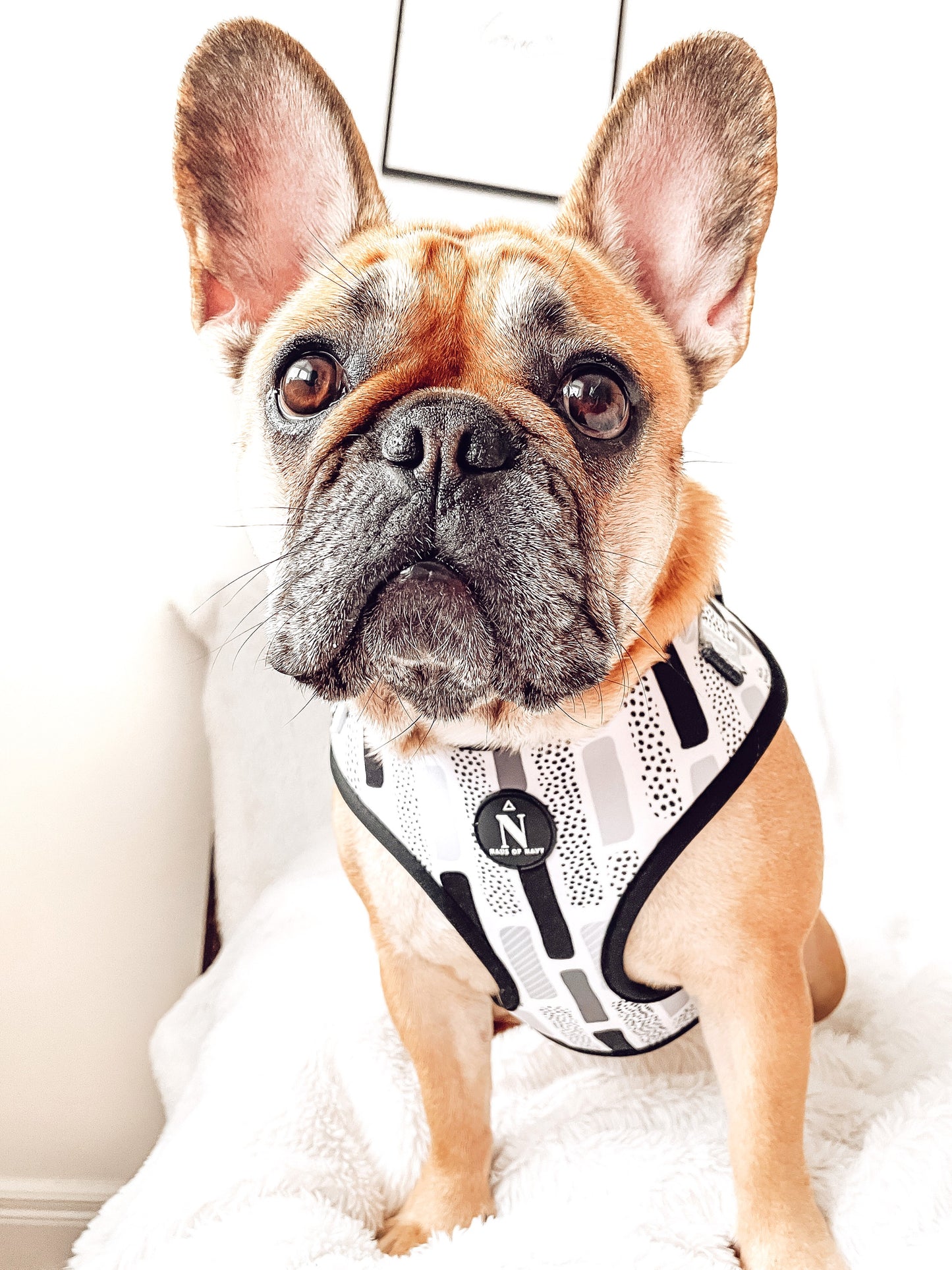 Adjustable Harness - The Modernist