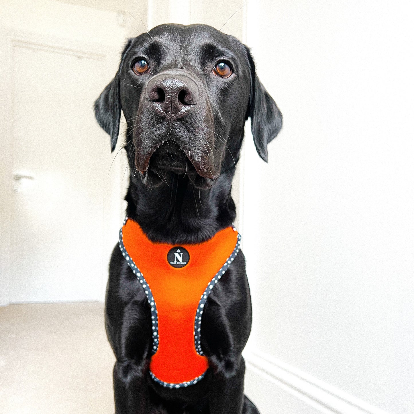 Adjustable Harness - Speckled Orange