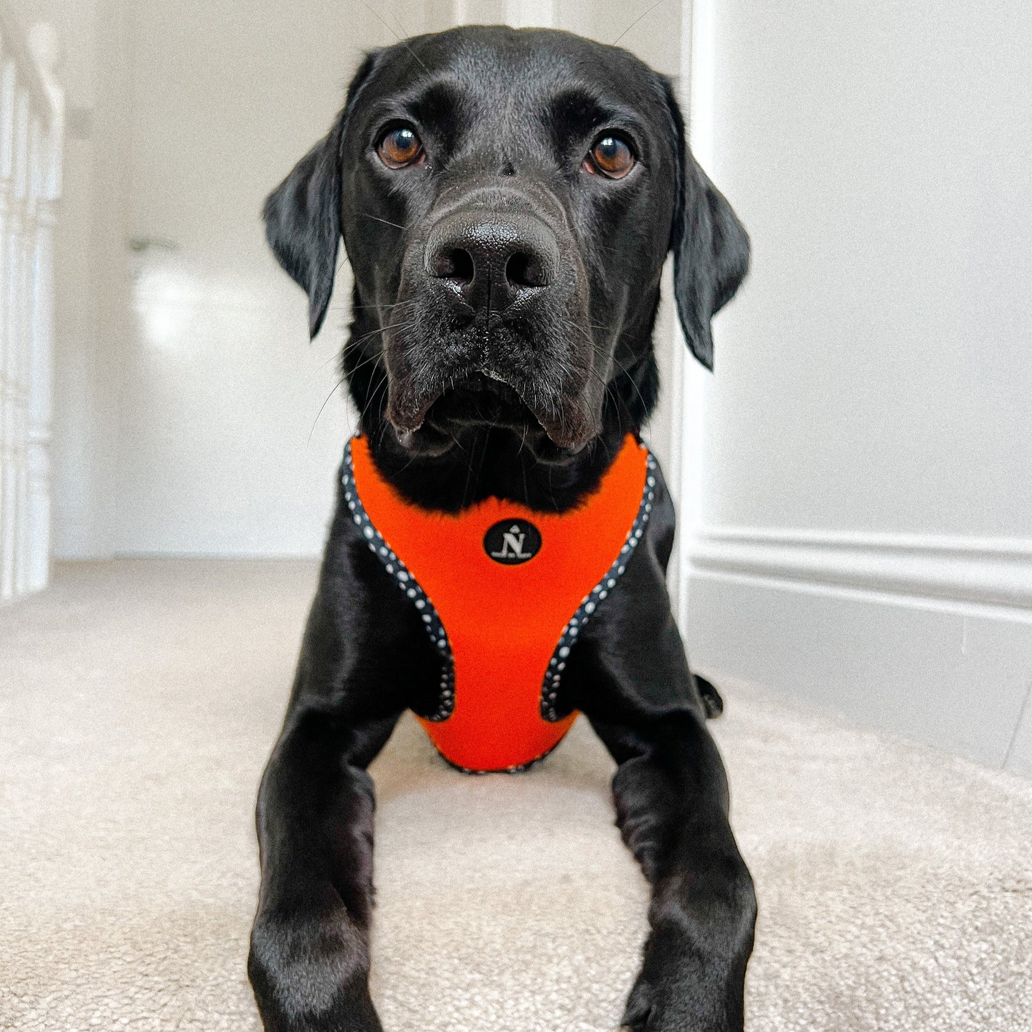 Adjustable Harness - Speckled Orange