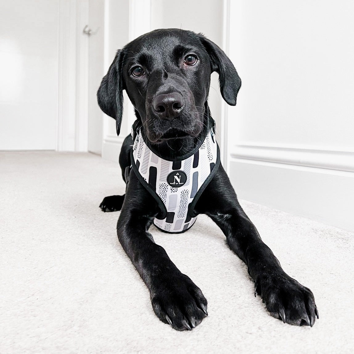 Adjustable Harness - The Modernist