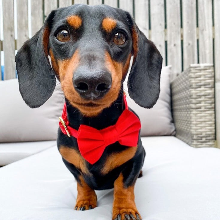 Cotton Bow Tie - Park Lane