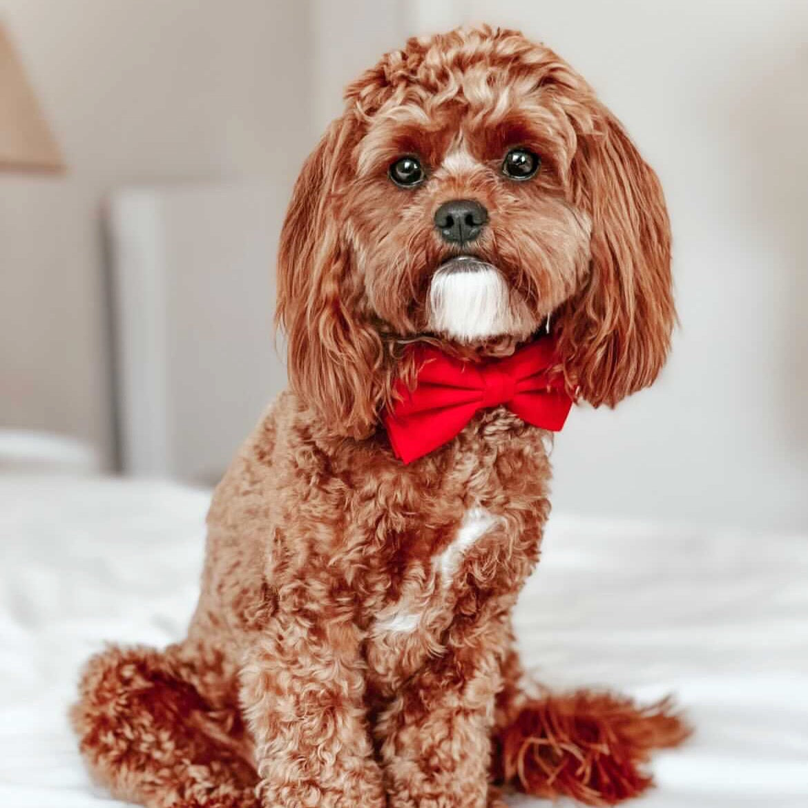 Cotton Bow Tie - Park Lane