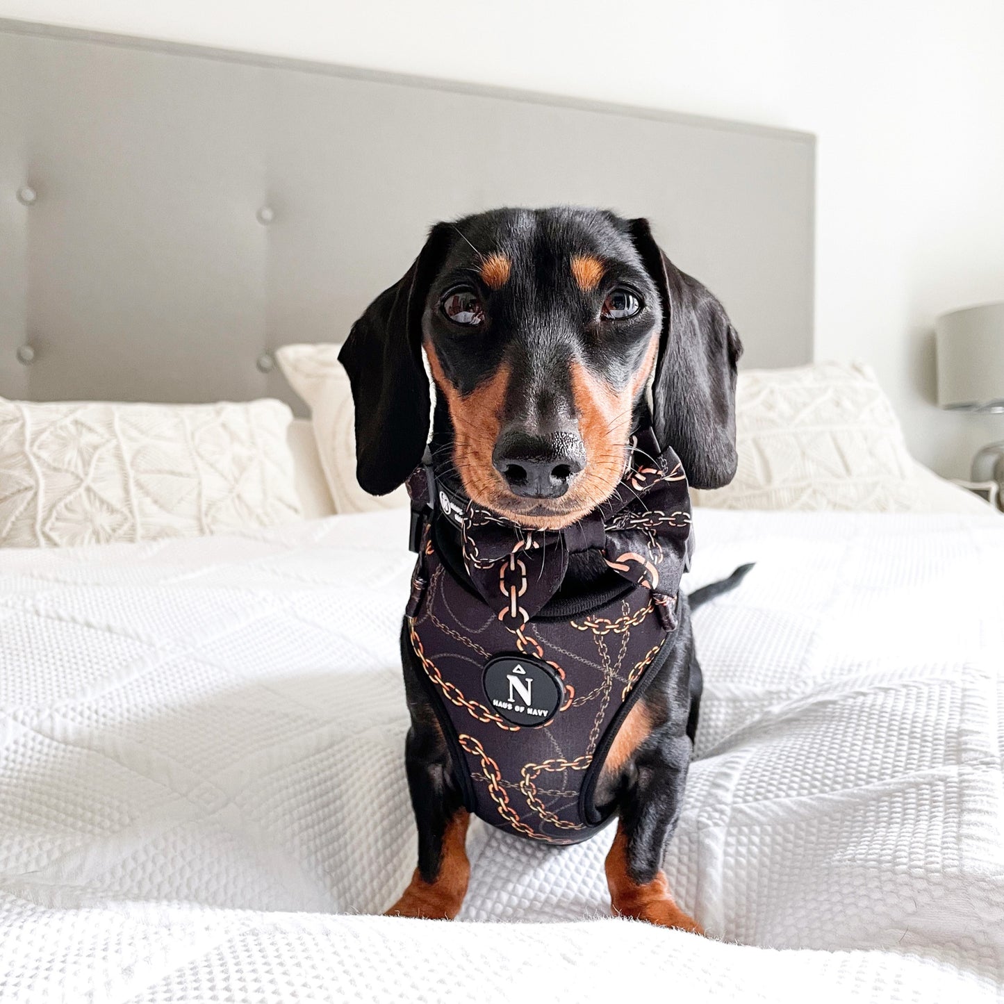 Adjustable Harness - Pawsace
