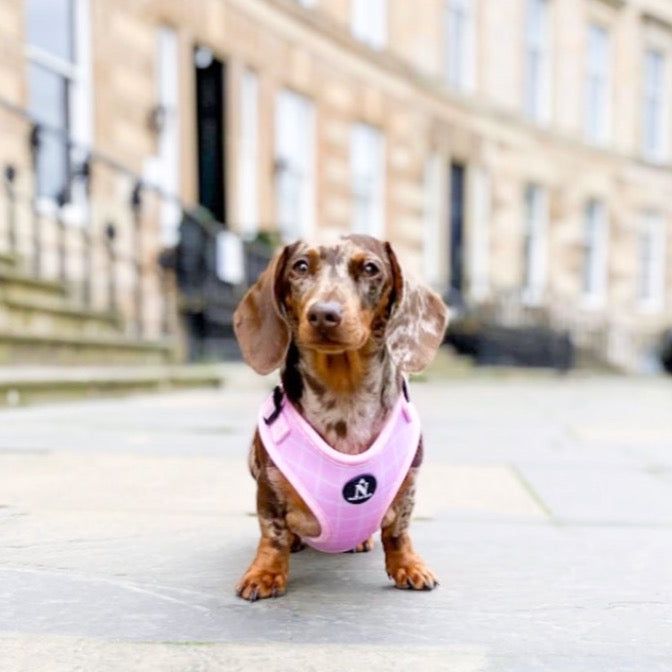 Adjustable Harness - Pink Plaid