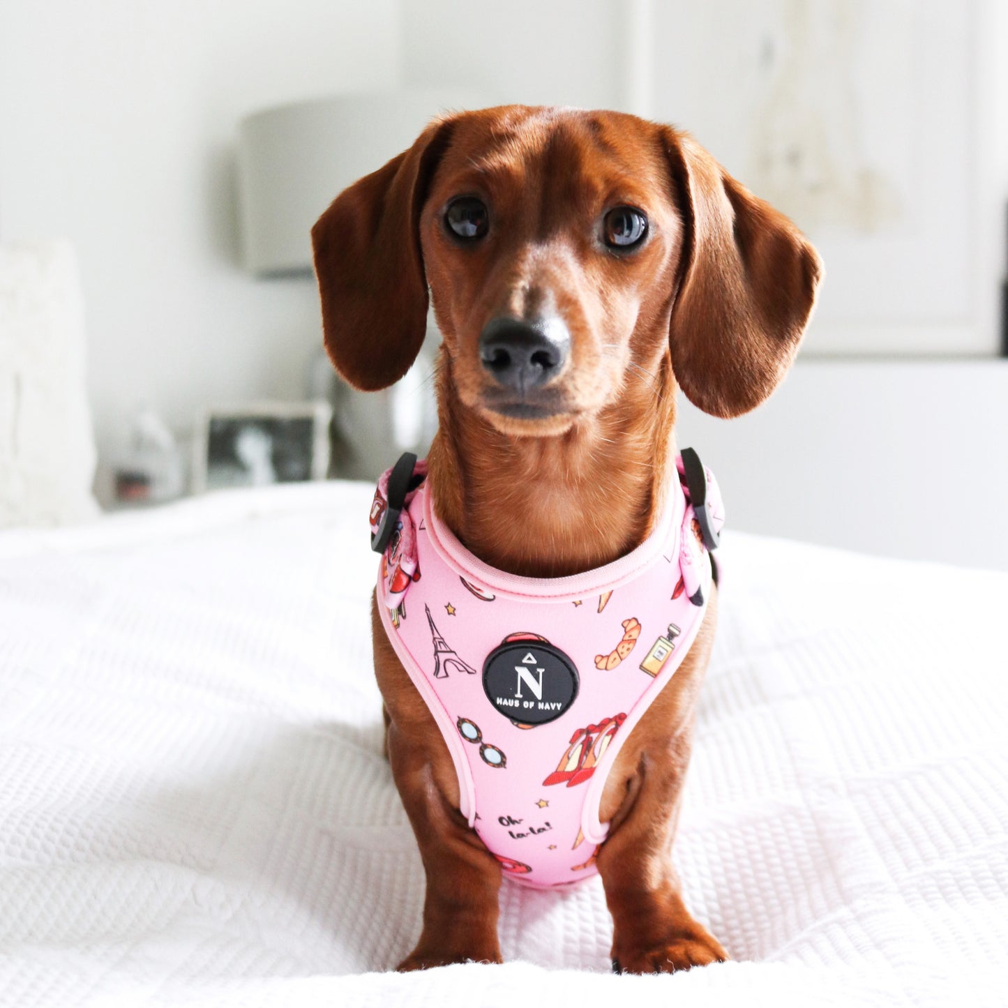Adjustable Harness - Pup in Paris