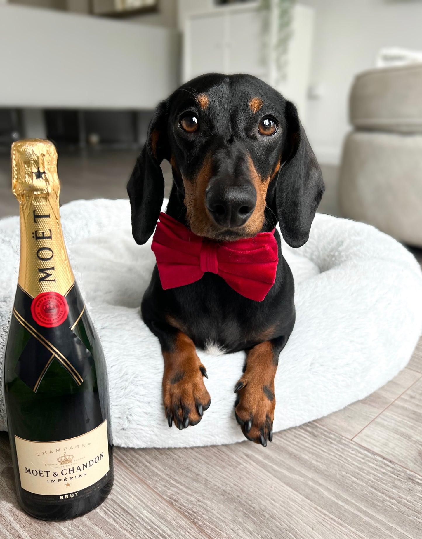 Velvet Bow Tie - Red Velvet