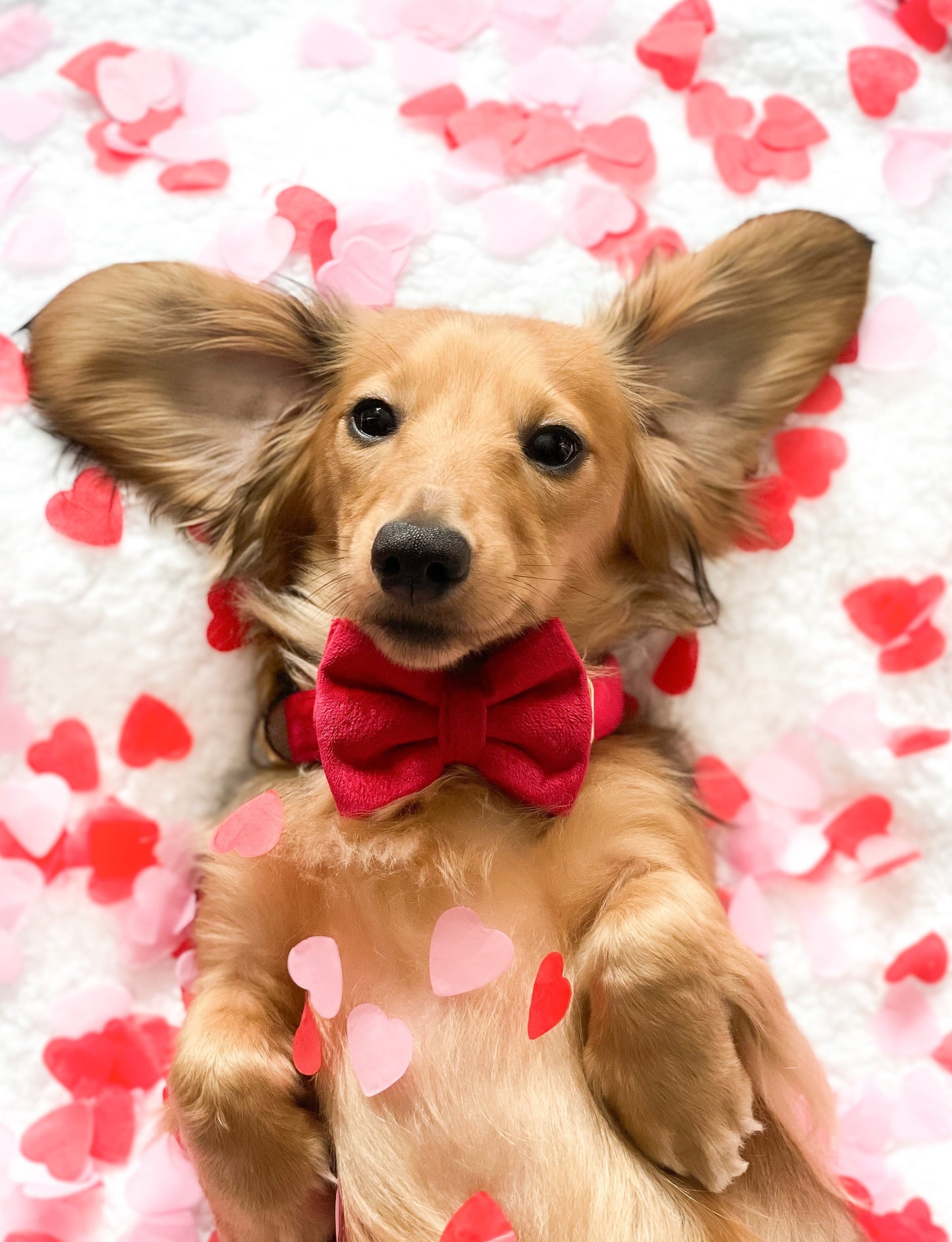Velvet Bow Tie - Red Velvet