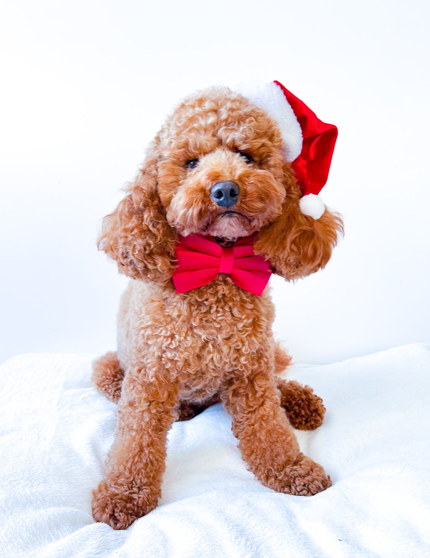 Velvet Bow Tie - Red Velvet