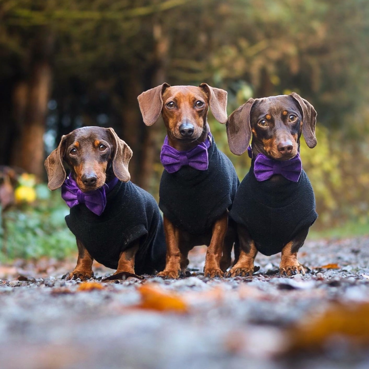 Velvet Bow Tie - Royalty