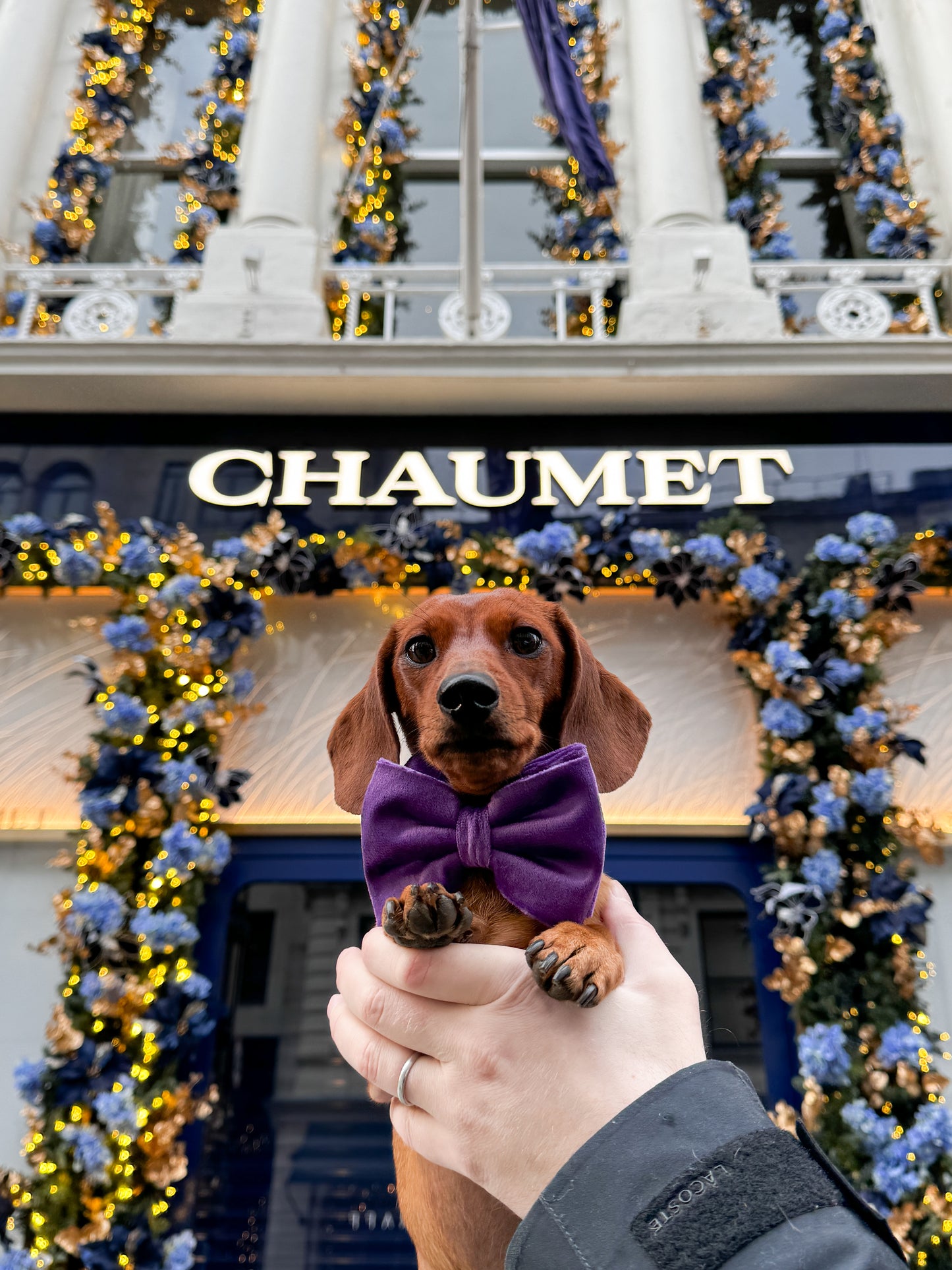 Velvet Bow Tie - Royalty