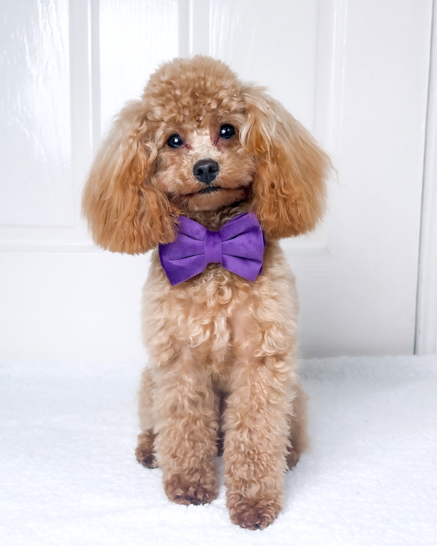Velvet Bow Tie - Royalty