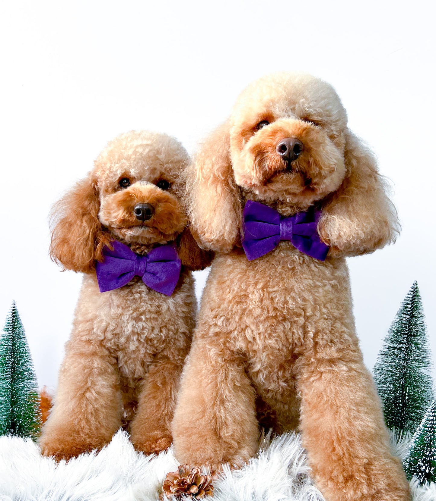 Velvet Bow Tie - Royalty