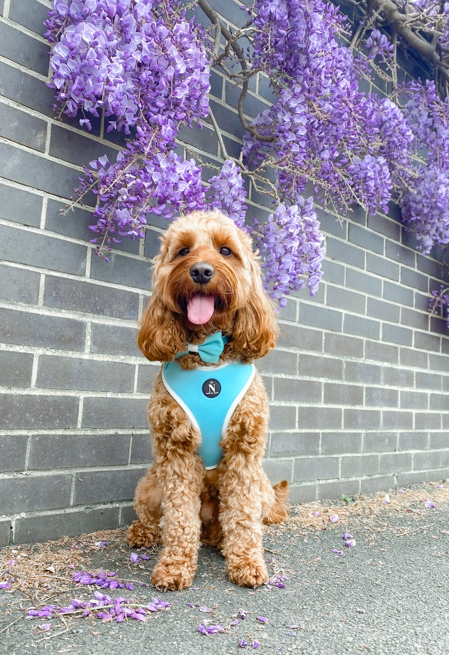 Adjustable Harness - Tiffany