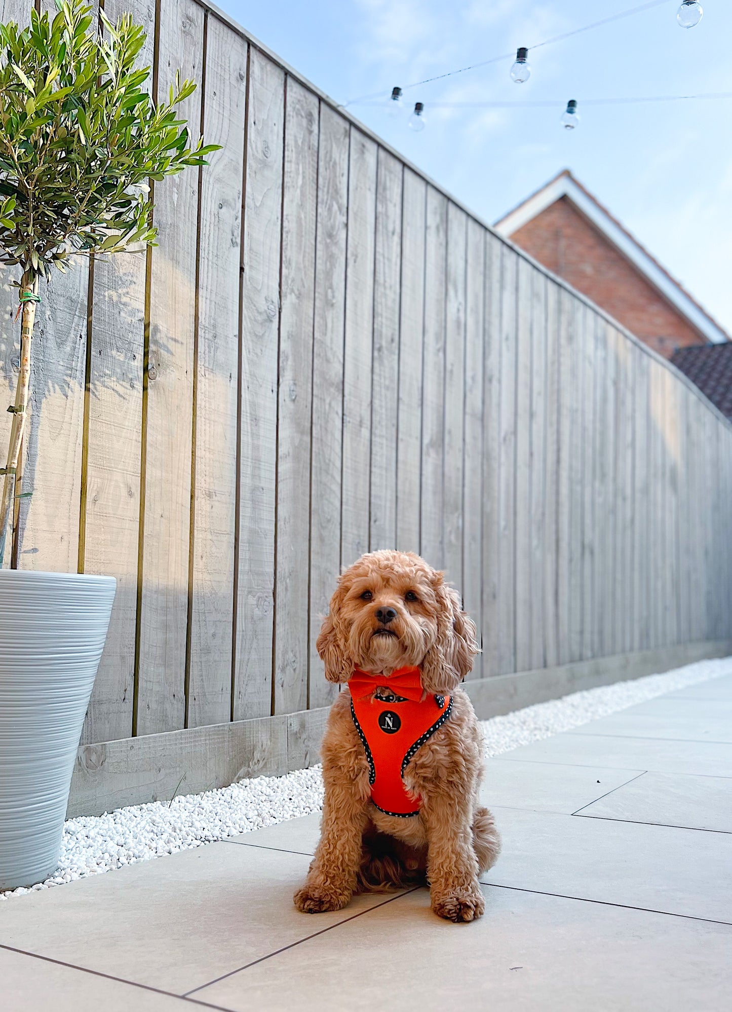 Adjustable Harness - Speckled Orange