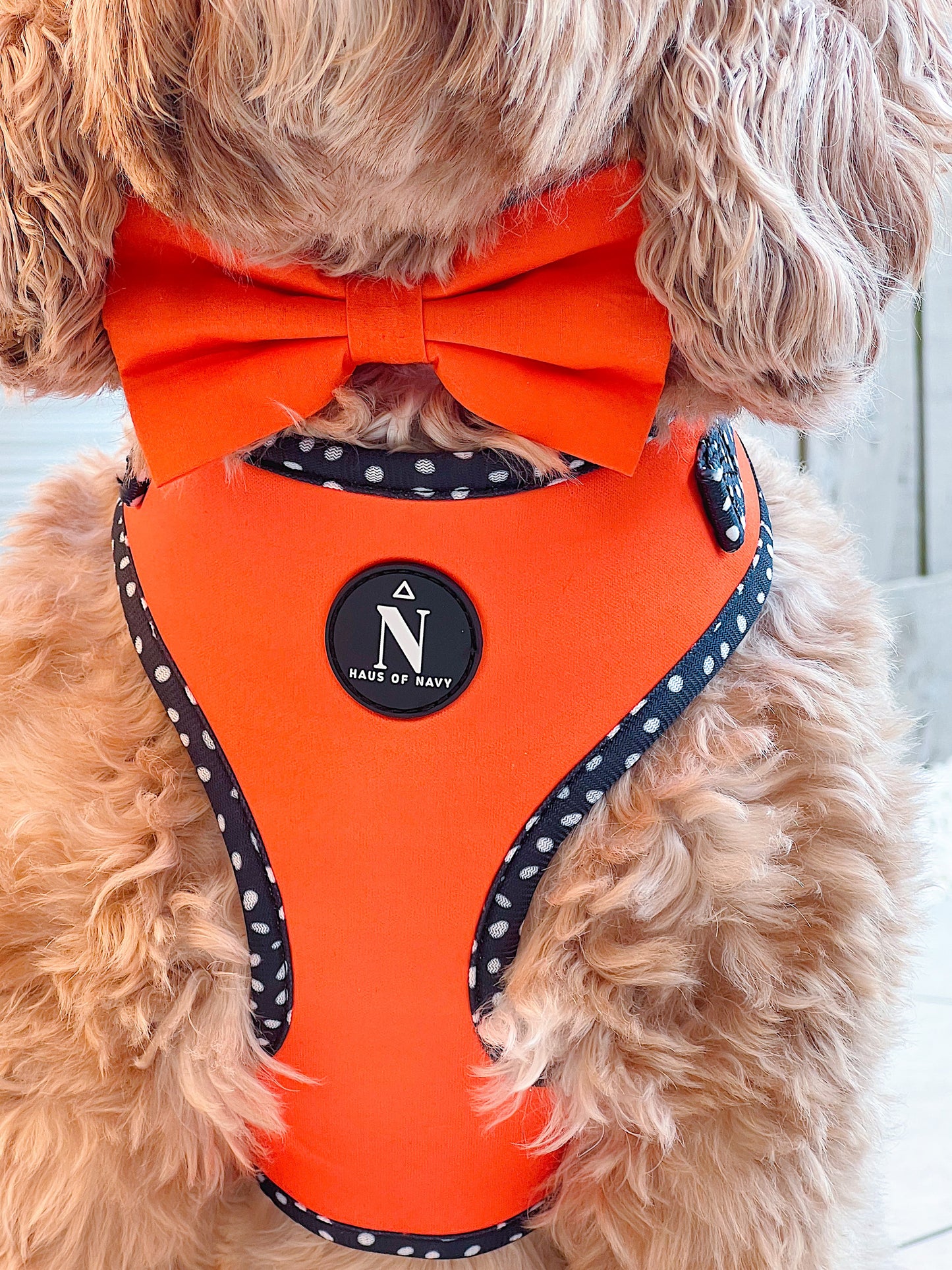 Adjustable Harness - Speckled Orange