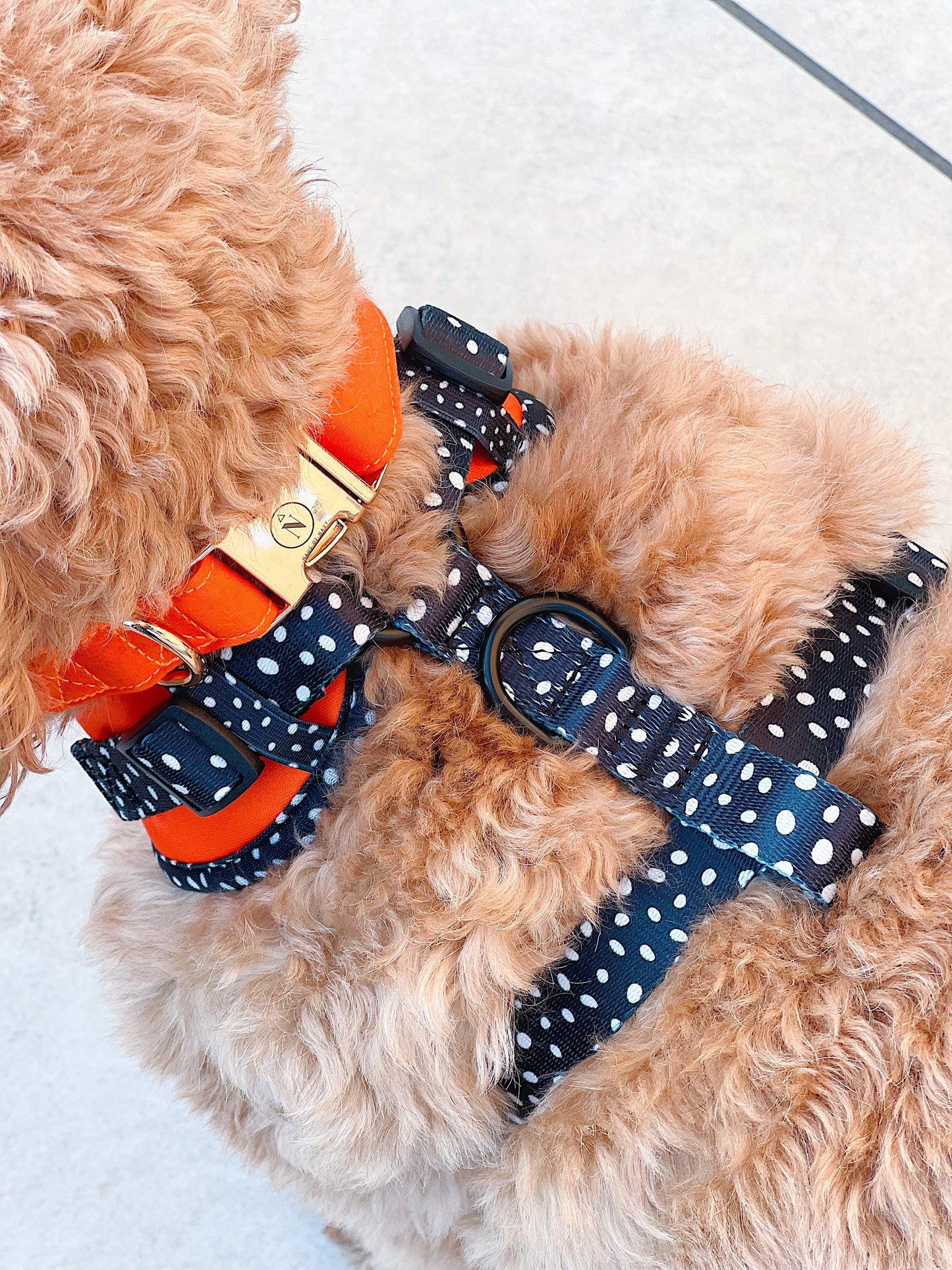 Adjustable Harness - Speckled Orange