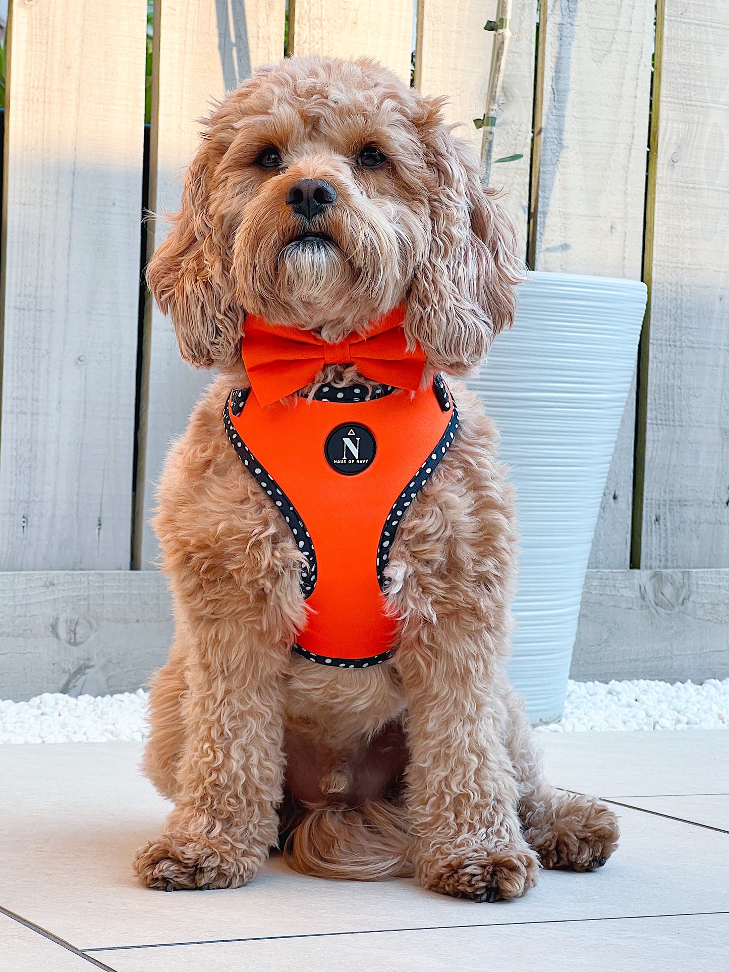 Adjustable Harness - Speckled Orange