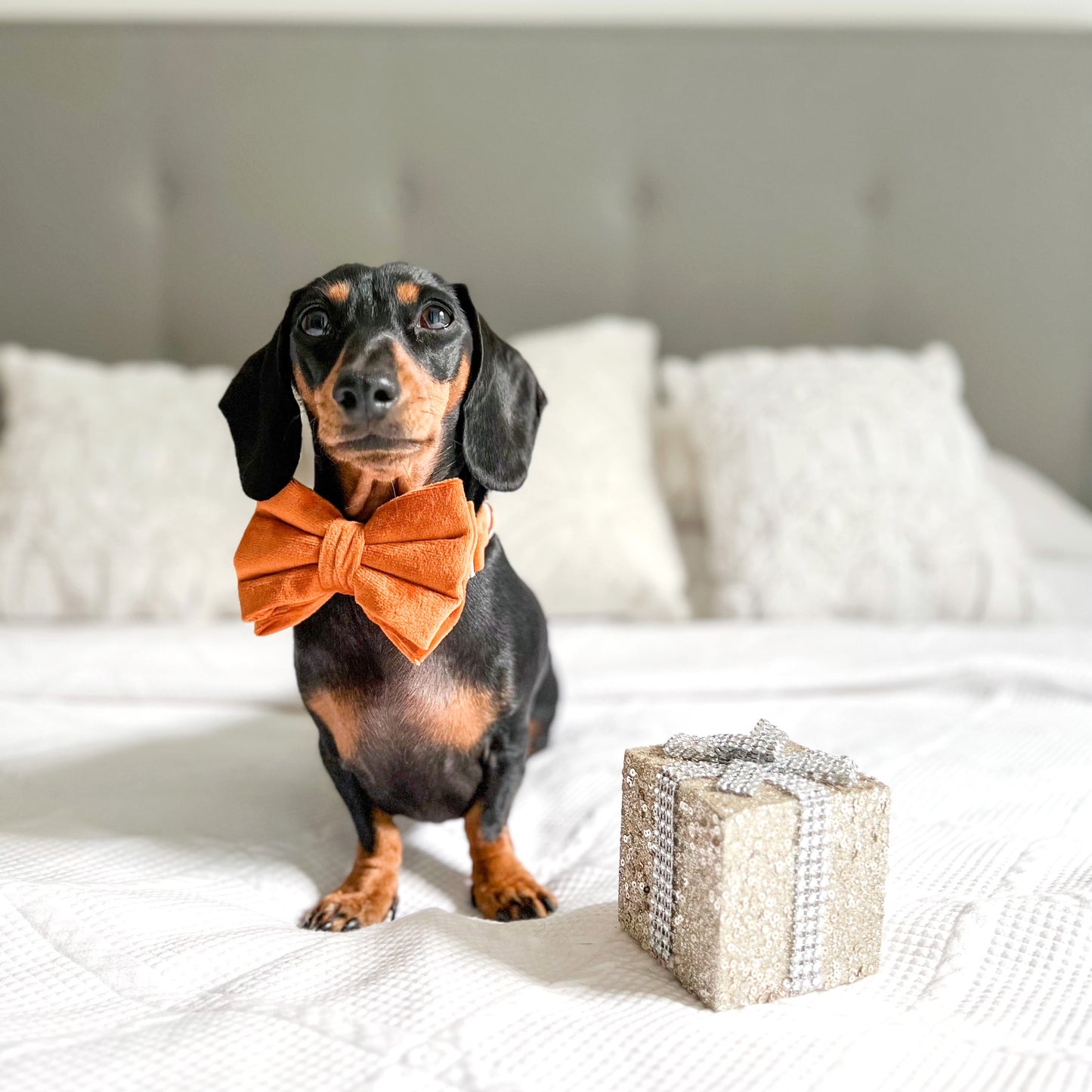 Velvet Bow Tie - Topaz