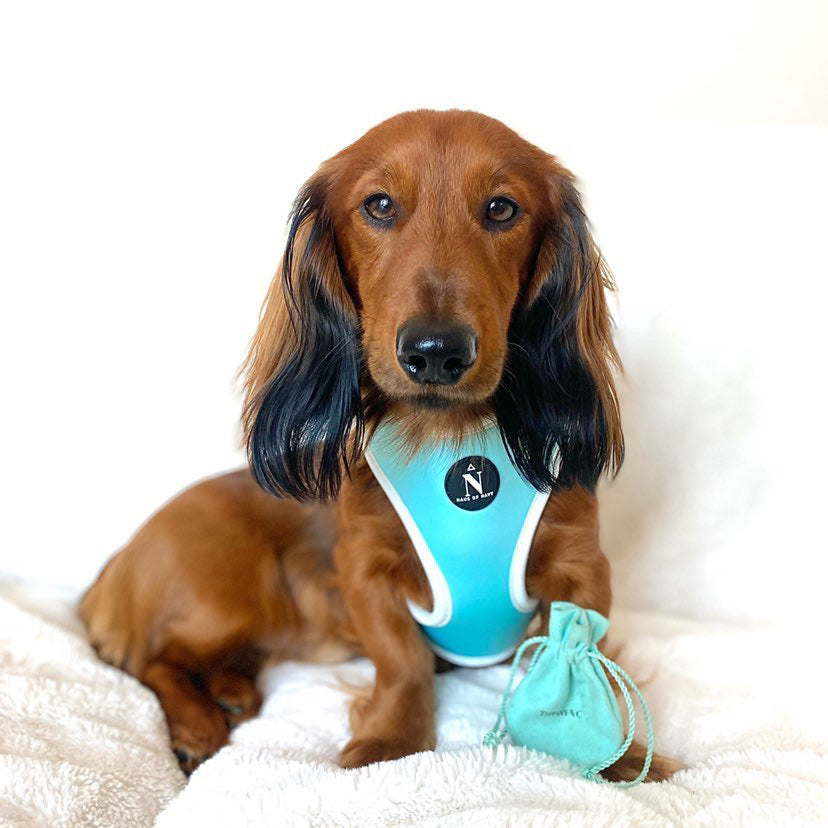 Adjustable Harness - Tiffany