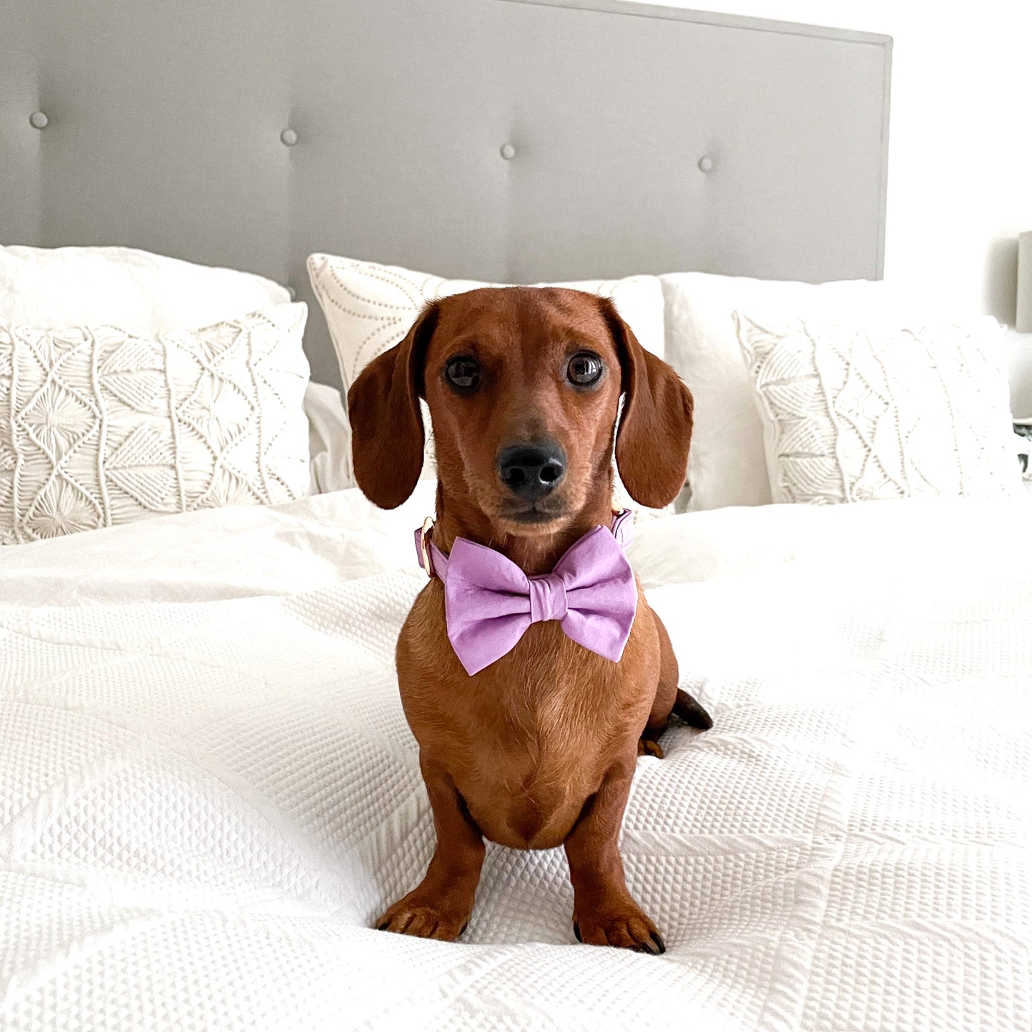 Cotton Bow Tie - Wisteria Lane