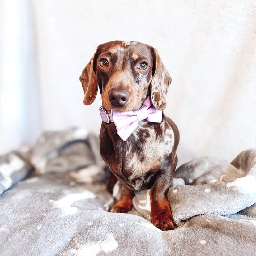 Cotton Bow Tie - Wisteria Lane