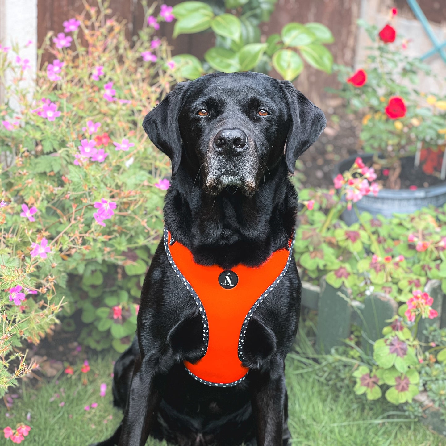 Adjustable Harness - Speckled Orange