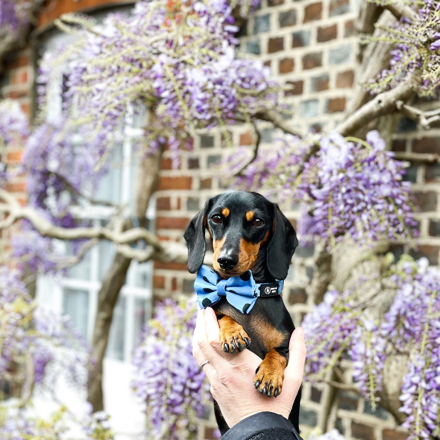 Bow Tie - Doodle Dream