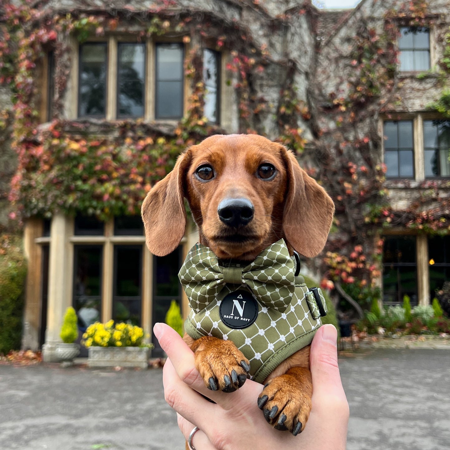 Bow Tie - Envy