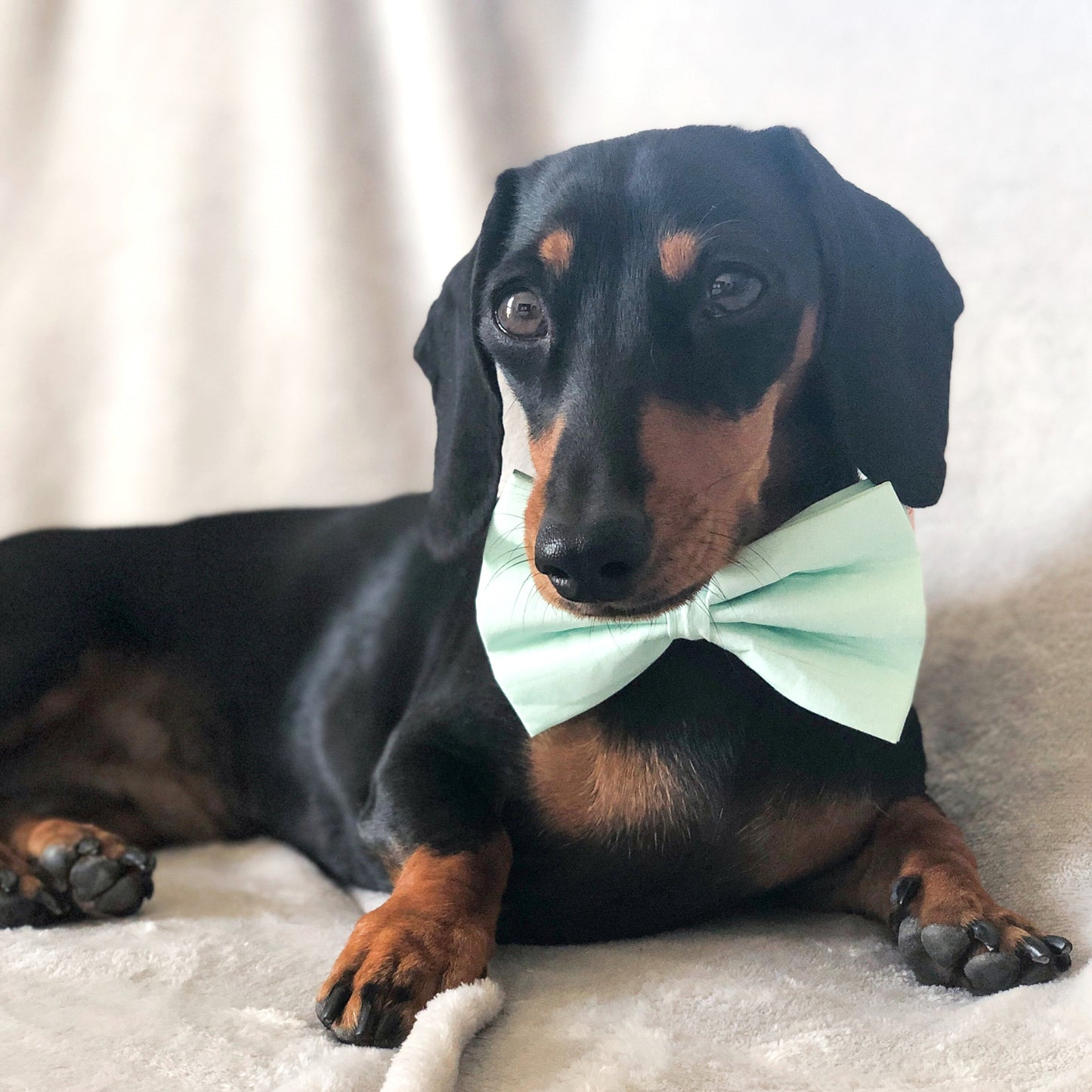 Cotton Bow Tie - Mint To Be