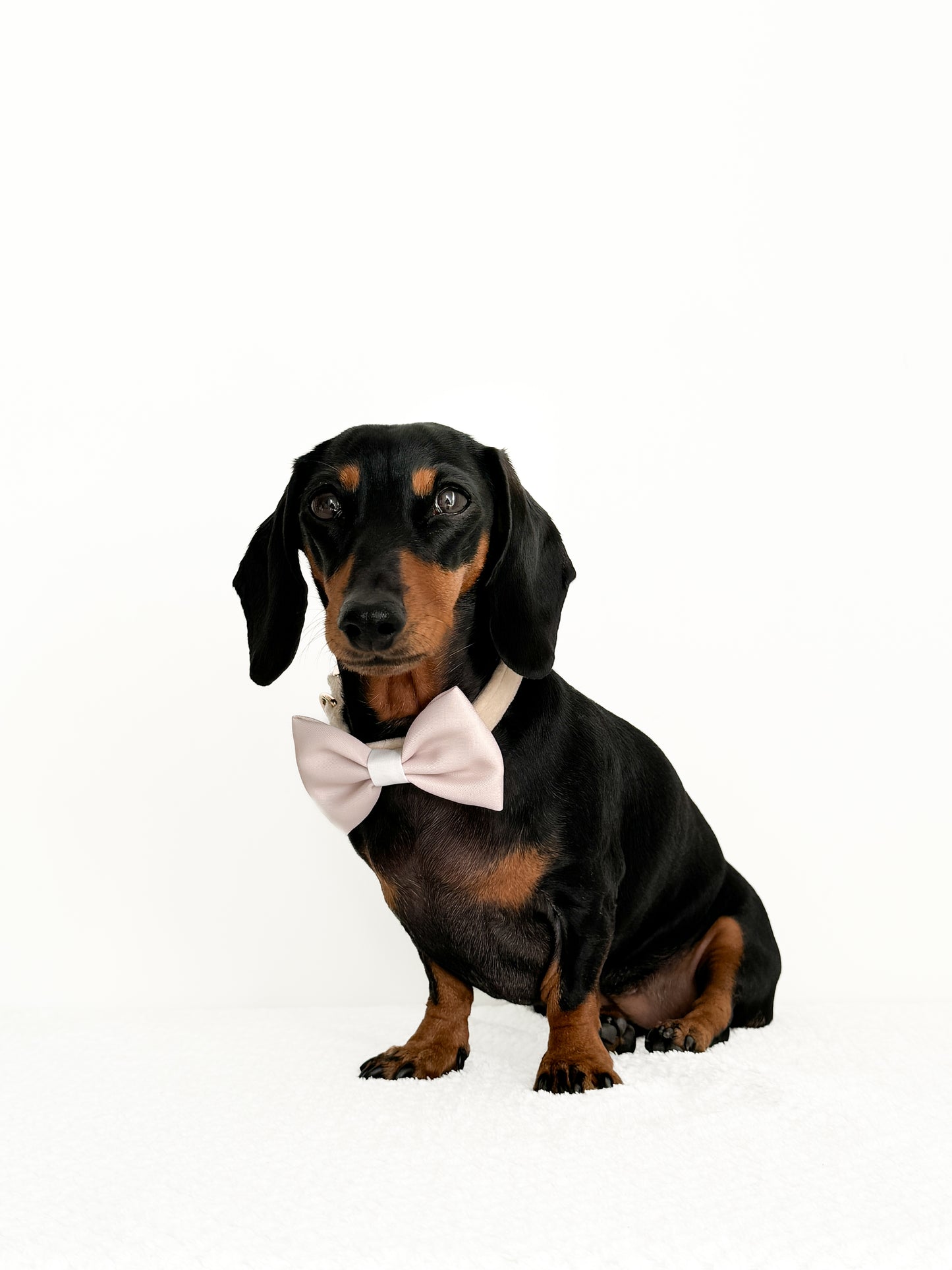 Bow Tie - Chloé