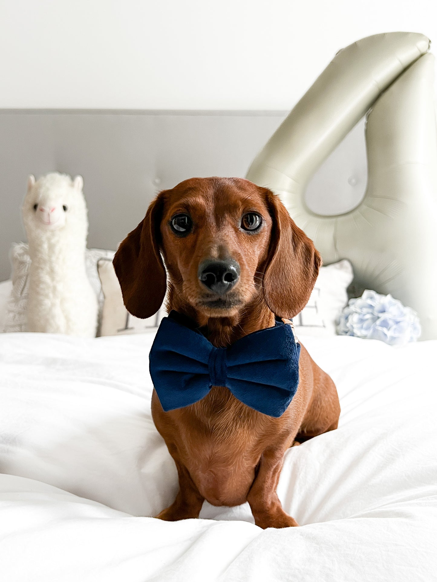 Velvet Bow Tie - Sapphire