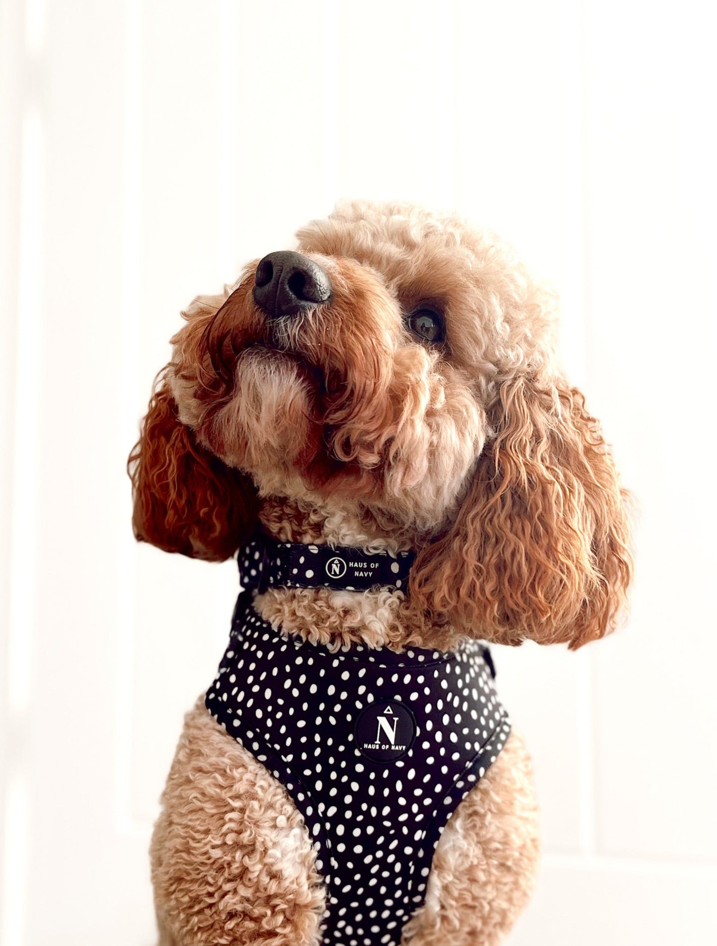 Adjustable Harness - Speckled