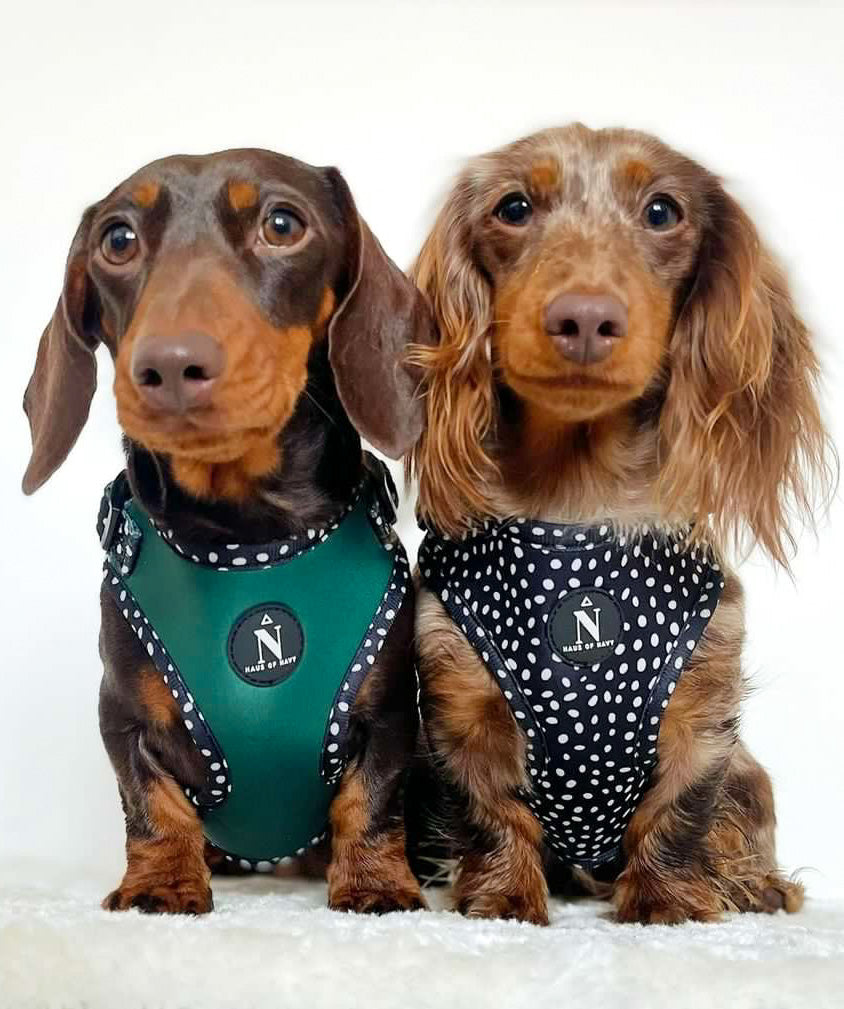 Emerald dachshunds store